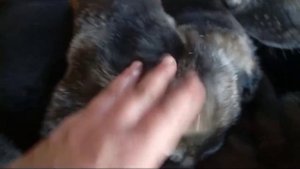 Щенки Восточноевропейской овчарки от шикарной пары т?