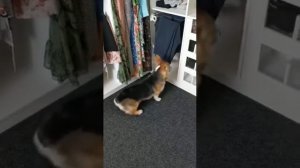 Знакомство собаки корги с котёнком Рэгдолл.