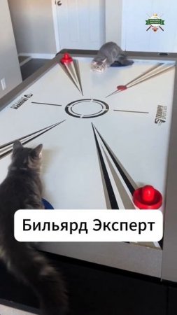 Игра, которая объединяет! Подарите себе и близким незабываемые эмоции! ❤️