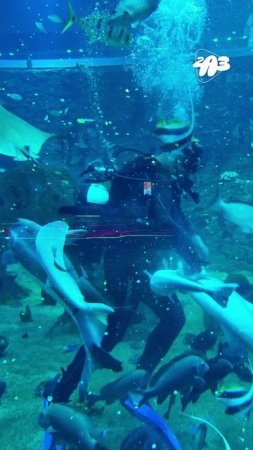 🐟 ШОК! ВОТ на что способны ГОЛОДНЫЕ РЫБЫ...