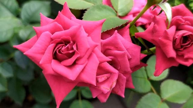 Лейла 17, 18, 19 серия русская озвучка Турецкий сериал | Об смотреть онлайн