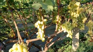 Виноград Белая леди(Калугин В. Н.) Виноградник Король В. Н. 02.08.24г. Краснодар