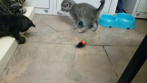 Батон и Бегемот. 01.04.21