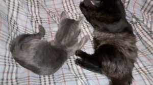 Утренняя разминка у котят.