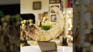 Сувенир из рога архара "Медведица с медвежатами"