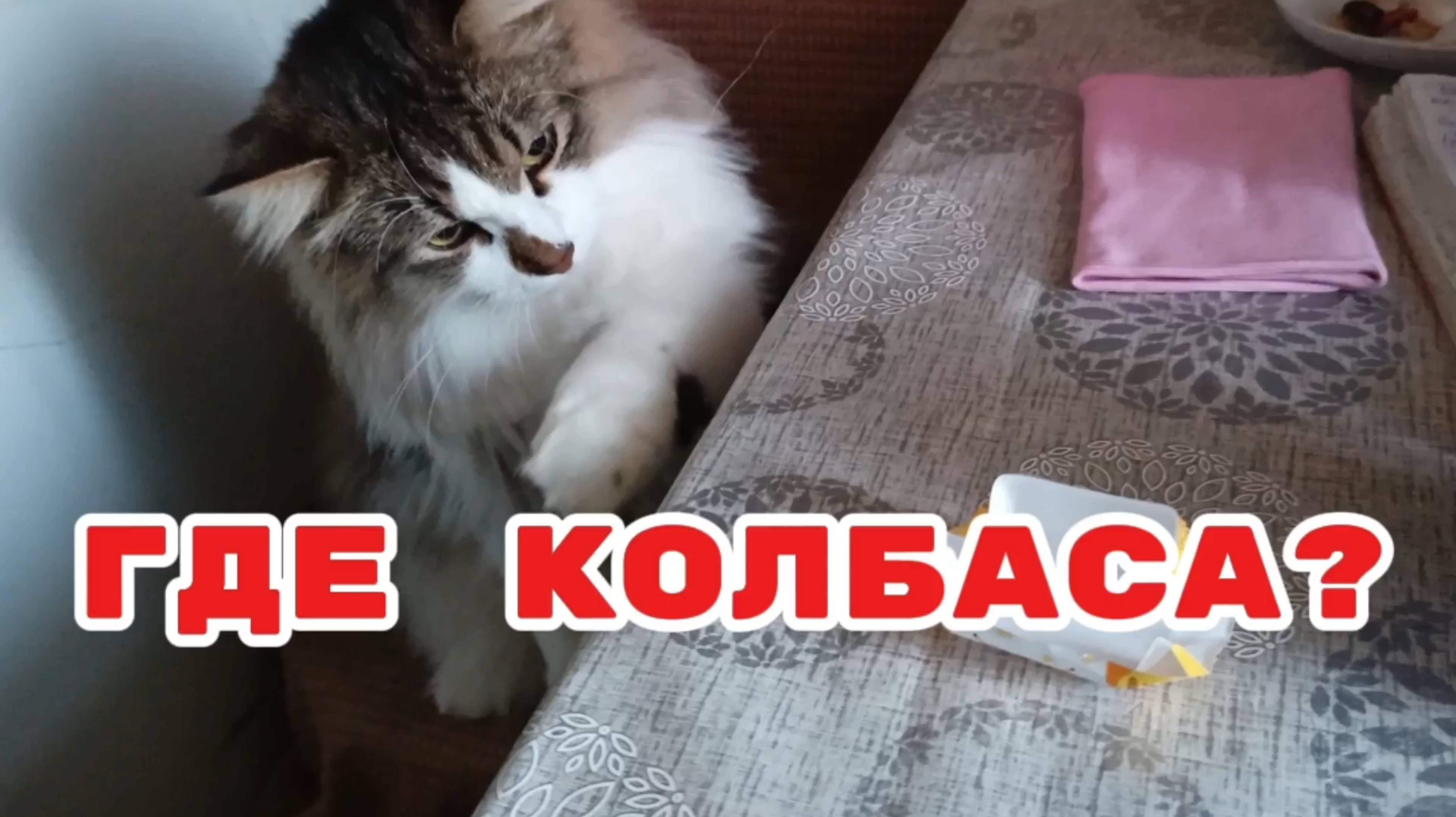 Кошки с озвучками.