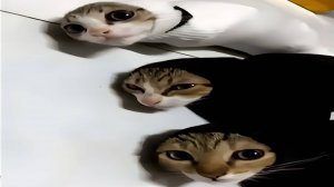 Приколы с котами! Смешные коты - Самые смешные животные С ОЗВУЧКОЙ! Ржака!!