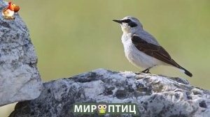 Мир птиц – красота и грация пернатых созданий Природы 🦩🦚🦜 Выпуск (156) 🦉🐦🐤