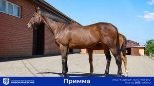 Продается опытная кобыла «Примма» (Primma)
