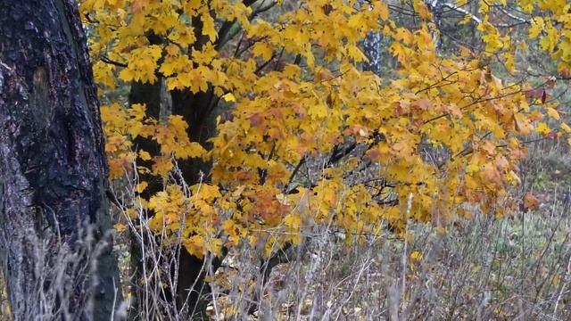 Люблю Родную Бобрик  гору смотреть онлайн