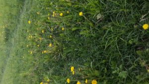 Одуванчики напали на поляны!!!