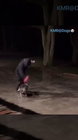 Сногсшибательная встреча😂 ( видео про собак )