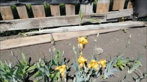 Строим веранду. Расчищаем цветник. Неожиданный сюрприз