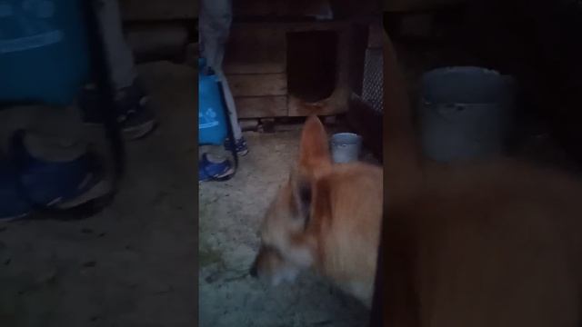 Обработка у Блонды с Пыжиком и у Малыша с Гаечкой