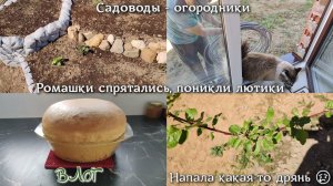 ВЛОГ за неделю. Садоводы - огородники. Ромашки спрятались, поникли лютики. Напала какая-то дрянь 😢