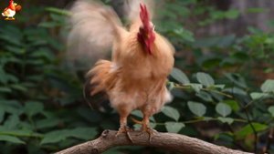 Любовь птицевода к Курочкам 🐥🐔🥚 Нежное видео 🐓 Версия (63)