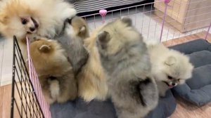 Щенки шпица играют с мамой и папой. Счастливая семья. Купить щенка шпица в питомнике 📲 +79992121612