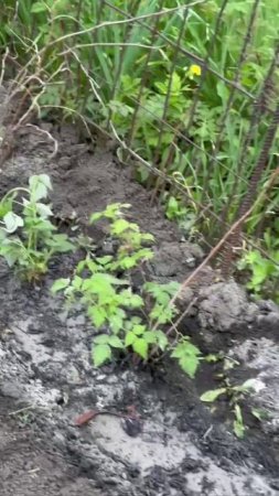 ВЕСЕННИЕ ПОСАДОЧКИ НА ДАЧЕ У  ВАСИЛЬКА С ФЕТЮШЕЙ