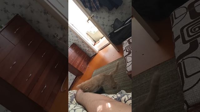 Приехали на дачу. Меня покусала собственная кошка 😊