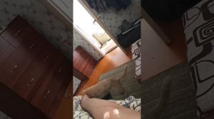 Приехали на дачу. Меня покусала собственная кошка 😊