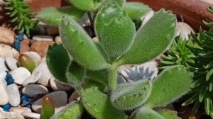 Cotyledon tomentosa. Котиледон войлочный.