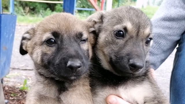 Встреча на озере. Нужна ваша помощь! смотреть онлайн