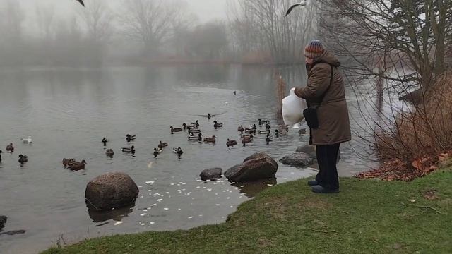 Мама кормит уток и чаек на озере смотреть онлайн