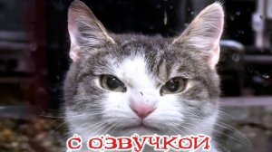 Приколы с котами! С ОЗВУЧКОЙ! Самые смешные животные! Смешные коты и собаками 2025! ТЕСТ НА ПСИХИКУ!