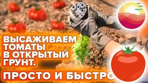 Посадка Помидор в Открытый Грунт. Как сажать помидоры в открытый грунт рассадой
