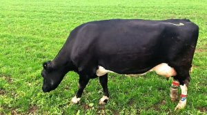 ОКОНЧАТЕЛЬНЫЕ ФАКТЫ О ЖИВОТНЫХ