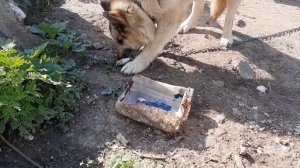 Дик ест сладкий сырок!