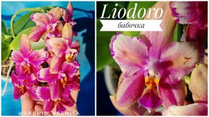 Phal. Liodoro бабочка в домашнем цветении 🌺 Яркий ароматный восковой фаленопсис из Голландии |Обзор