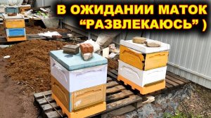 Пока жду маток - "развлекаюсь" и делюсь радостью с друзьями.