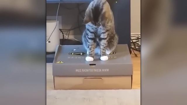 Это НУЖНО Видеть / Безумные Случаи с Животными Снятые ? смотреть онлайн