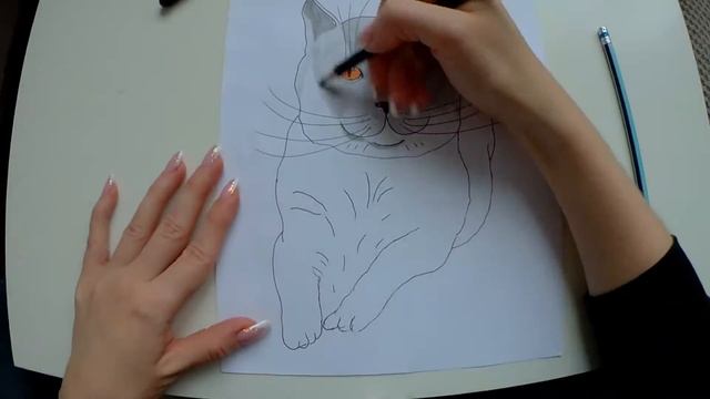 Cómo dibujar un gato BRITÁNICO de pelo corto/How to draw British shorthair cat/Рисуем кота Британца смотреть онлайн