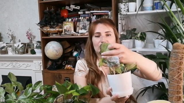 Эпипремнумы - моя коллекция! Обзор сортов и тонкости ухода! Чем они отличаются от Сциндапсусов!