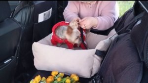 Купили автокресло для собаки. Новые накидки для сидений в машине.