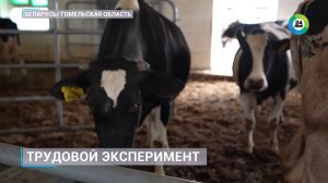 Трудовой эксперимент провели в белорусских хозяйствах
