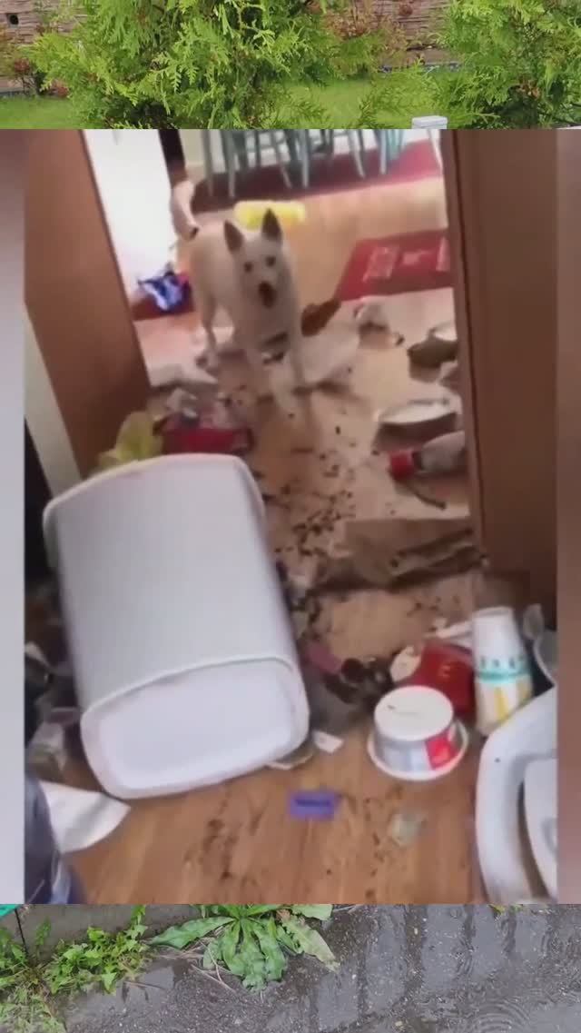 Если не готов к этому, не заводи собаку! #shorts смотреть онлайн