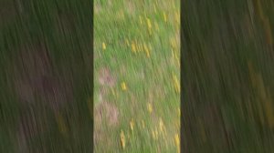 1000000696.mp4