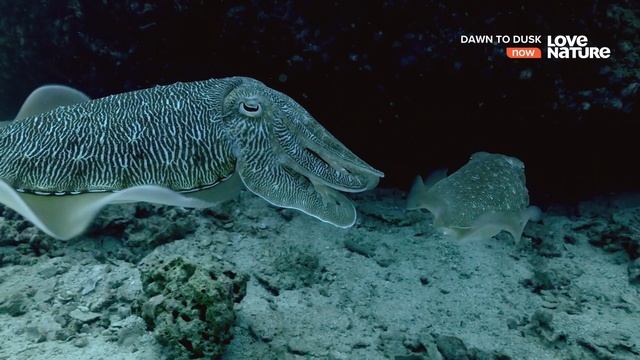 От рассвета до заката  08. Аравия: Королевство Солнца  ?