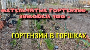 ГОРТЕНЗИИ ПЕРЕЗИМОВАЛИ НА 100 %. СИБИРЬ.