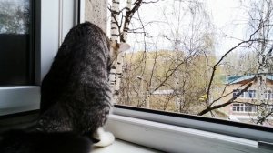 Всё и сразу😁🦜👁️🕊️🐦🐈🔥👍🦋