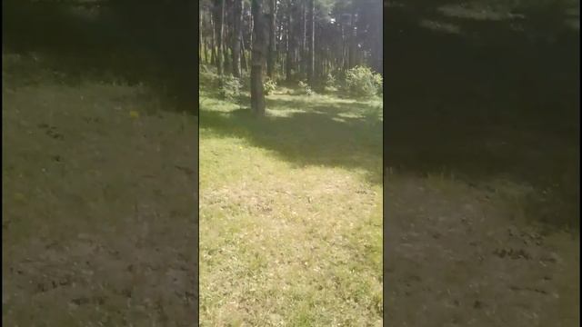 лес