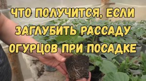 🥒❓ Что будет, если посадить огурцы слишком глубоко? Проверяем!