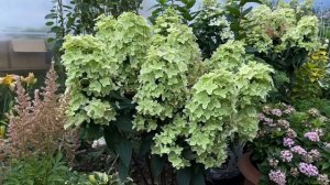 МЕТАЛЛИКА или всё-таки ПАСТЕЛЬ ГРИН. 14.07.2024г СРАВНЕНИЕ!!!