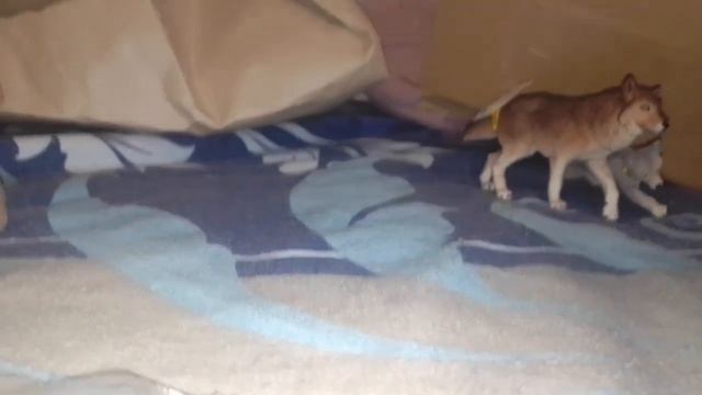 ||ДВЕ ХОТЕЛКИ СРАЗУ?😱||Распаковка фигурок||Schleich husky TV||? смотреть онлайн