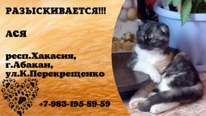 Пропала кошка! АСЯ. респ. Хакасия, г. Абакан
