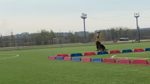 5 Отл. Аксельбруннен МАЦУМОТО +++ №12 / КЧК ХАБАРОВСК 11 мая`25 Е.Шайхудинов Моно немецких овчарок