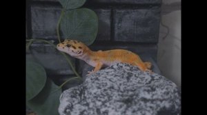 Обзор Honor magic 6 pro | идеальный смартфон?